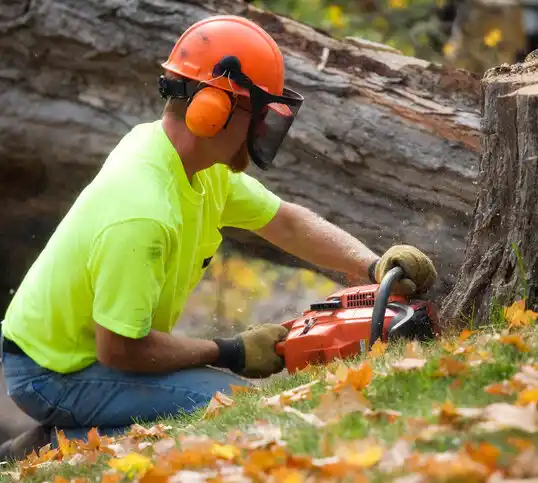 tree services Maineville